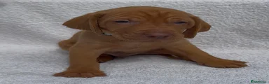 Hungarian Vizsla Puppy 3