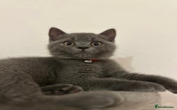 British Shorthair cats for sale: 🏆GCCF & TICA Pedigree Kitten, DELIVERY AVAILABLE! - Image 7