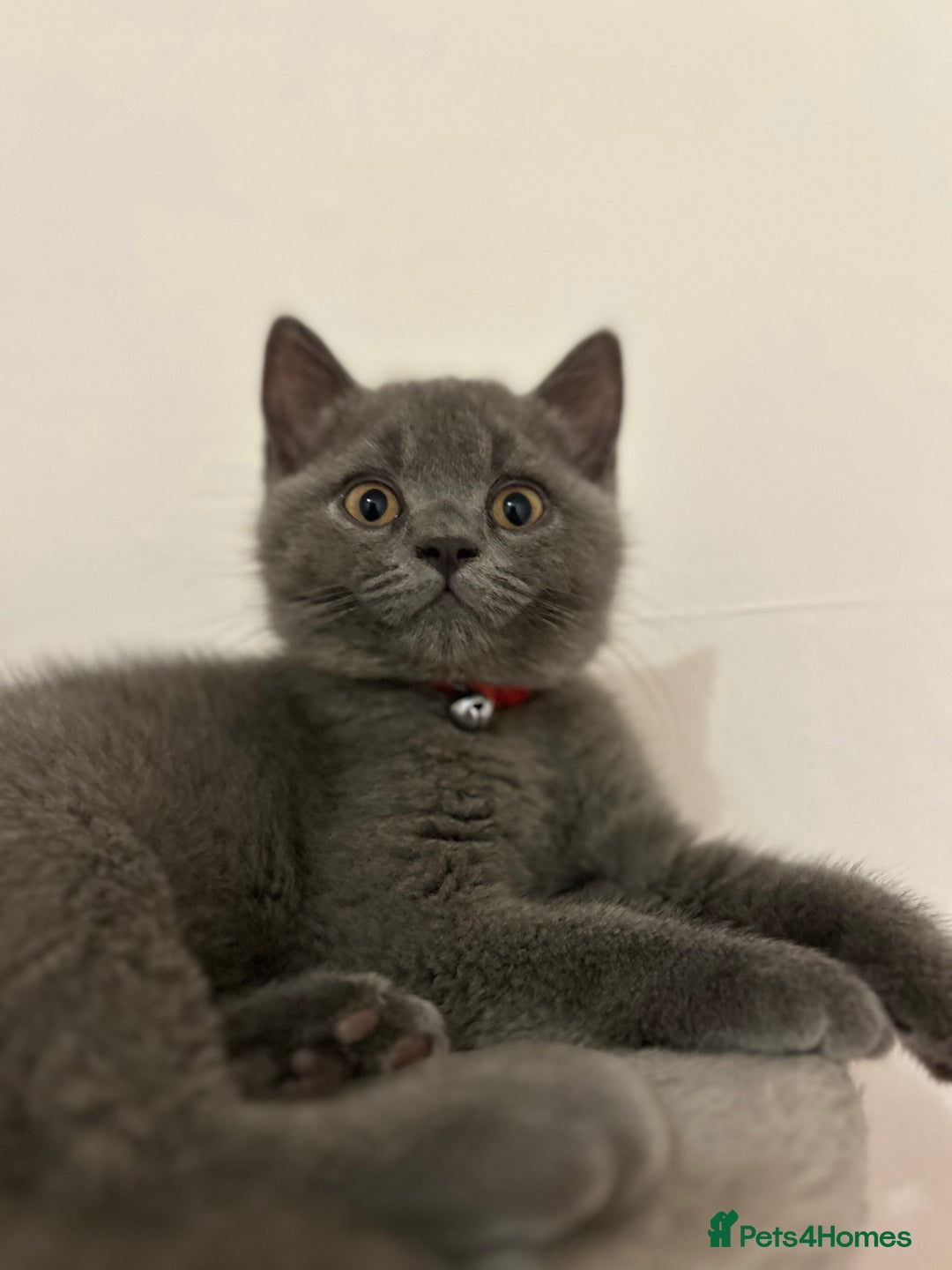 British Shorthair cats for sale: 🏆GCCF & TICA Pedigree Kitten, DELIVERY AVAILABLE! - Image 7