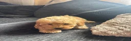 Miniature Poodle dogs for sale: Exquisite KC Registered miniature Poodles  - Advert 2