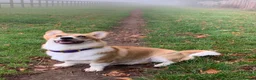Welsh Corgi Pembroke dogs for sale: Gorgeous Pembrokeshire Corgi Puppies  - Advert 15