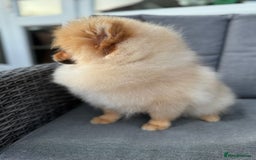 Pomeranian dogs for sale: Pomeranian boy - Image 6