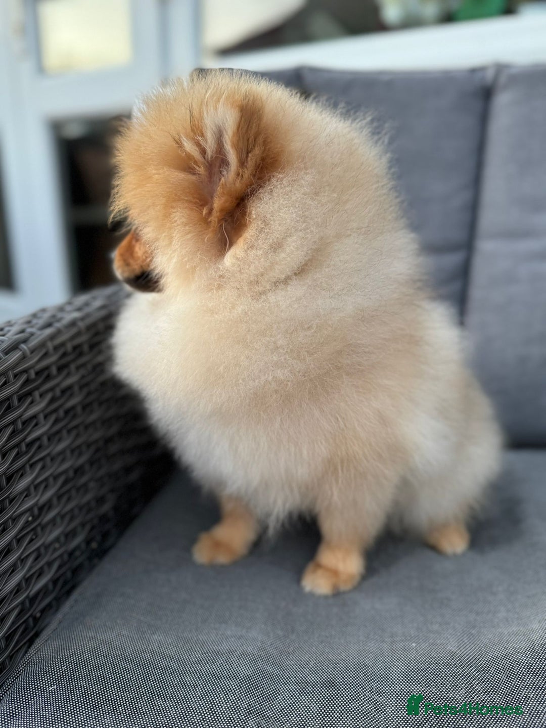 Pomeranian dogs for sale: Pomeranian boy - Image 6