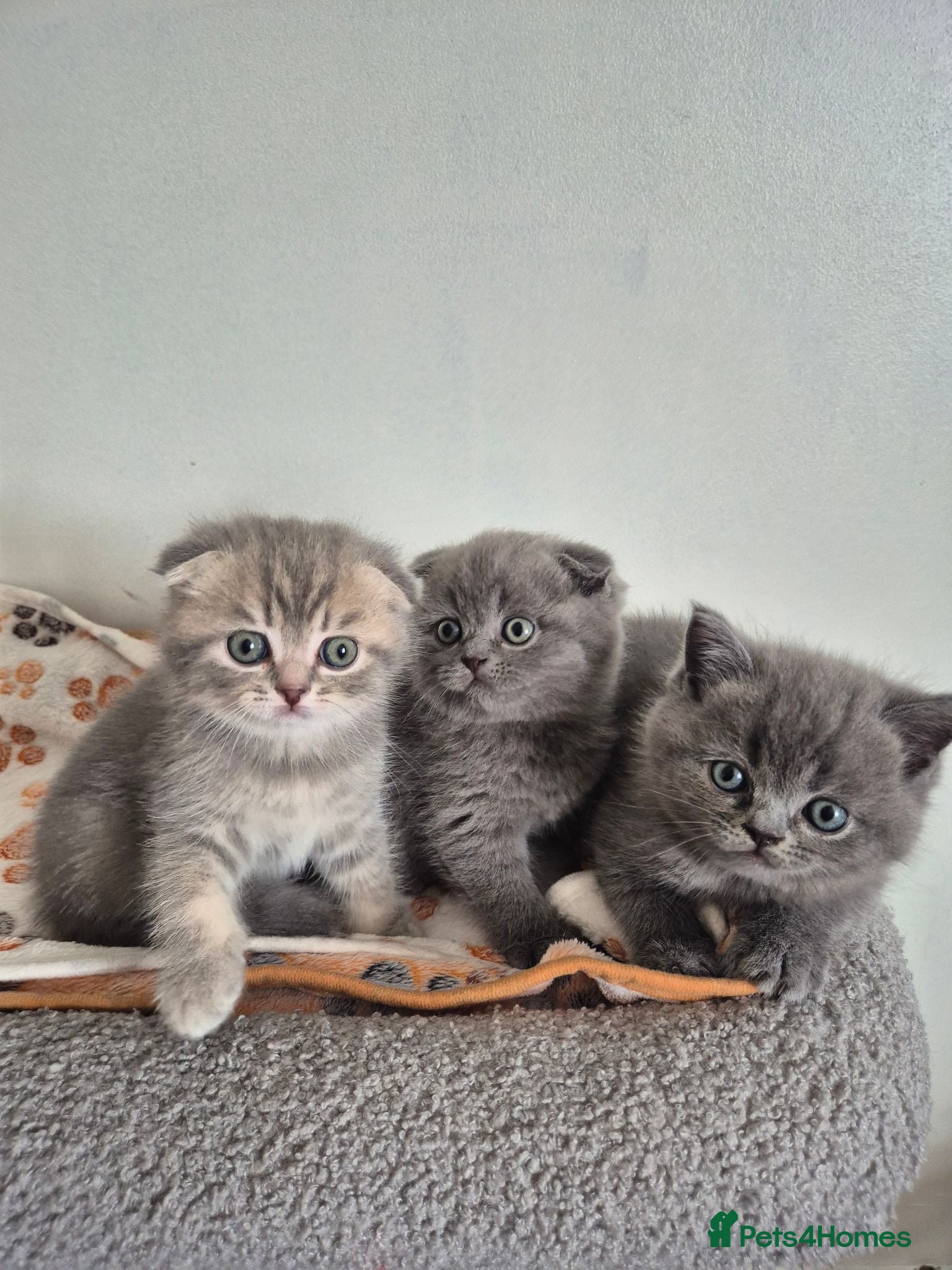 Scottish Fold cats Scottish Fold Kittens  - Advert 2