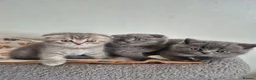Scottish Fold cats for sale: Scottish Fold Kittens  - Advert 1