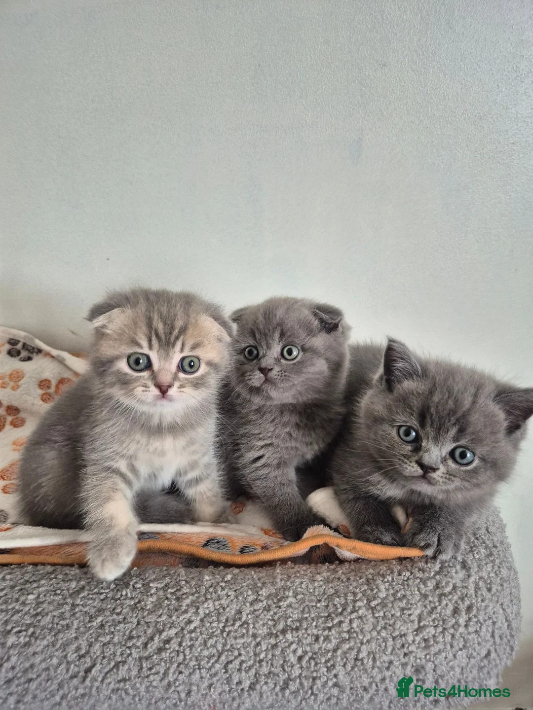Scottish Fold cats for sale: Scottish Fold Kittens  - Advert 1