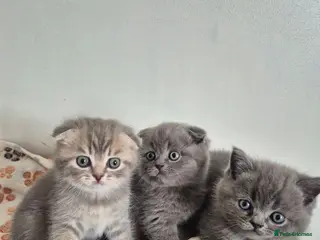 Scottish Fold cats Scottish Fold Kittens - Advert 2