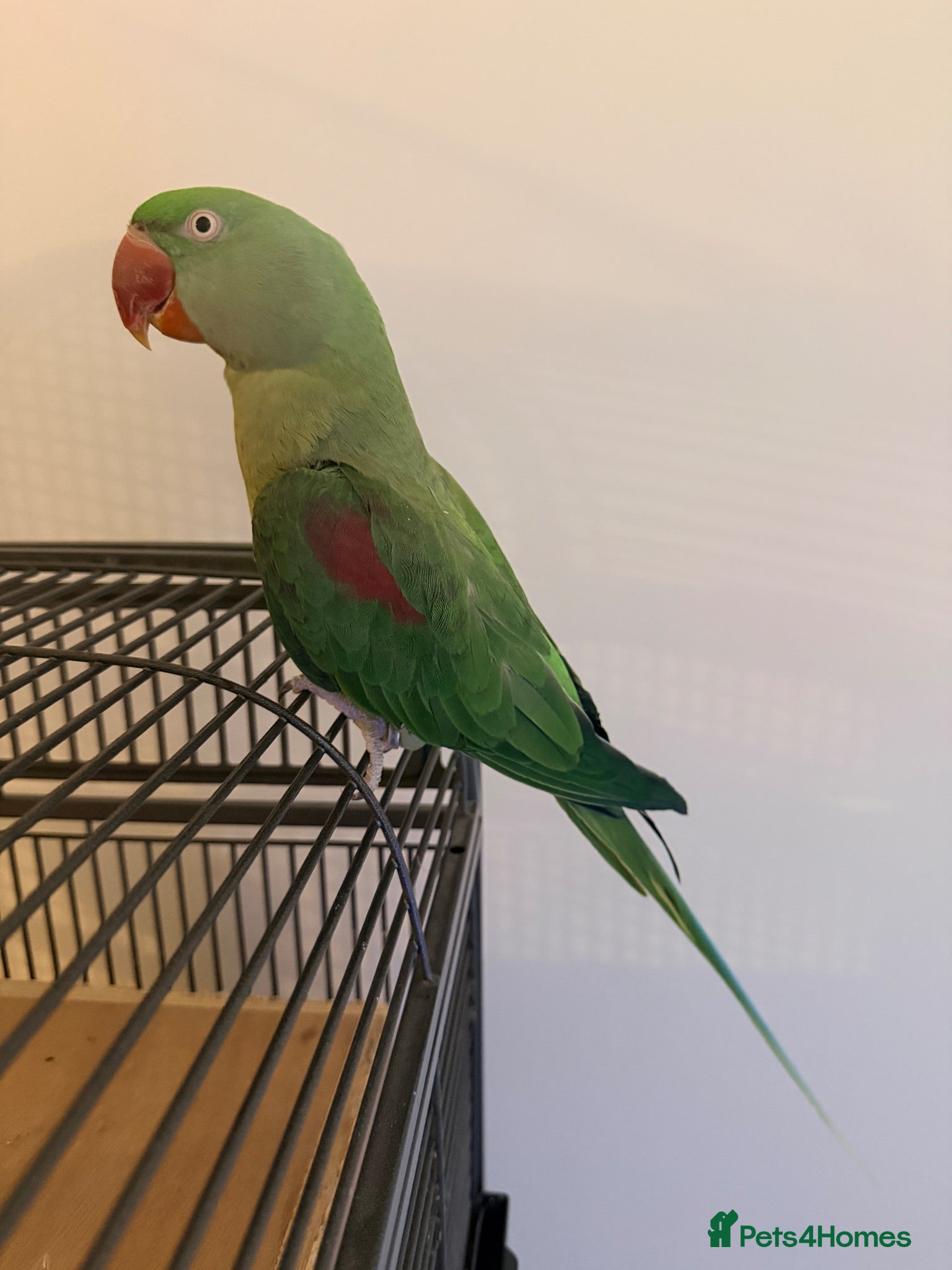 Parrots birds One female Alexandrine Parrot - Advert 20