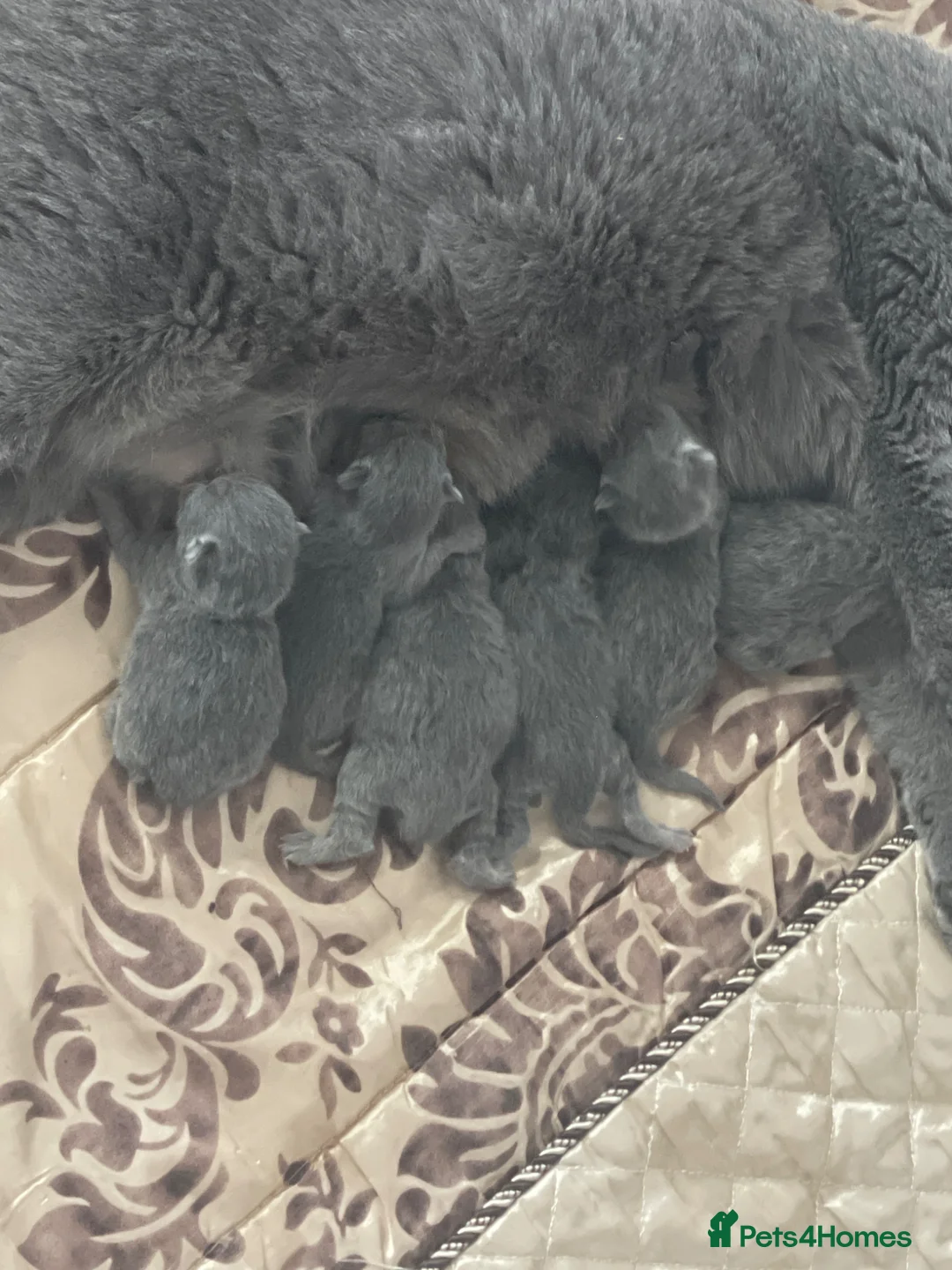 British Shorthair cats for sale: British short hair in Tipton - Advert 1