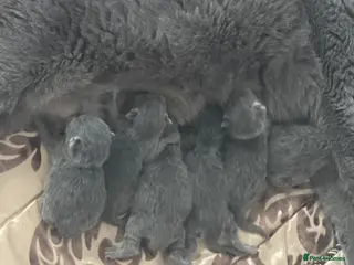 British Shorthair cats British short hair - Advert 6