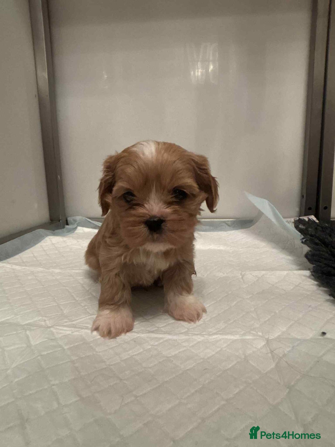 Cava Tzu dogs for sale: Absolutely amazing bundle of cuteness cava - shih - Advert 14