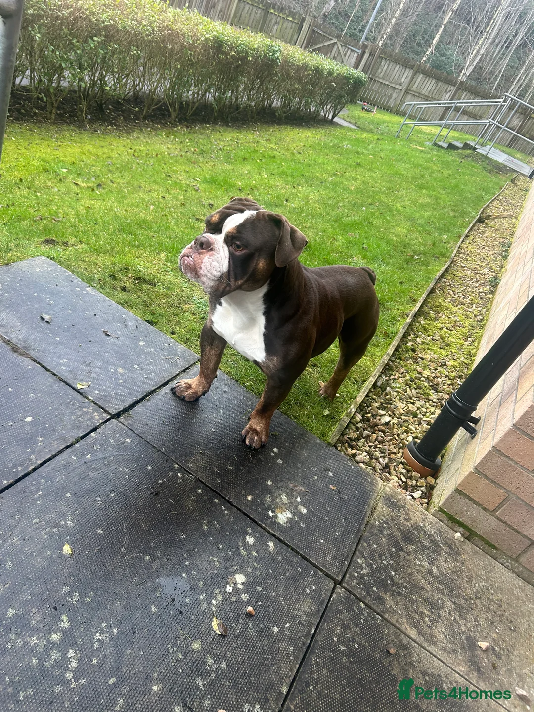 English Bulldog dogs for sale: English bulldog  - Advert 7