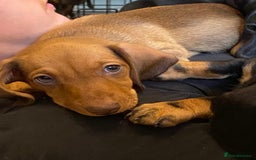 Dachshund dogs for sale: Dachshund puppys - Image 18