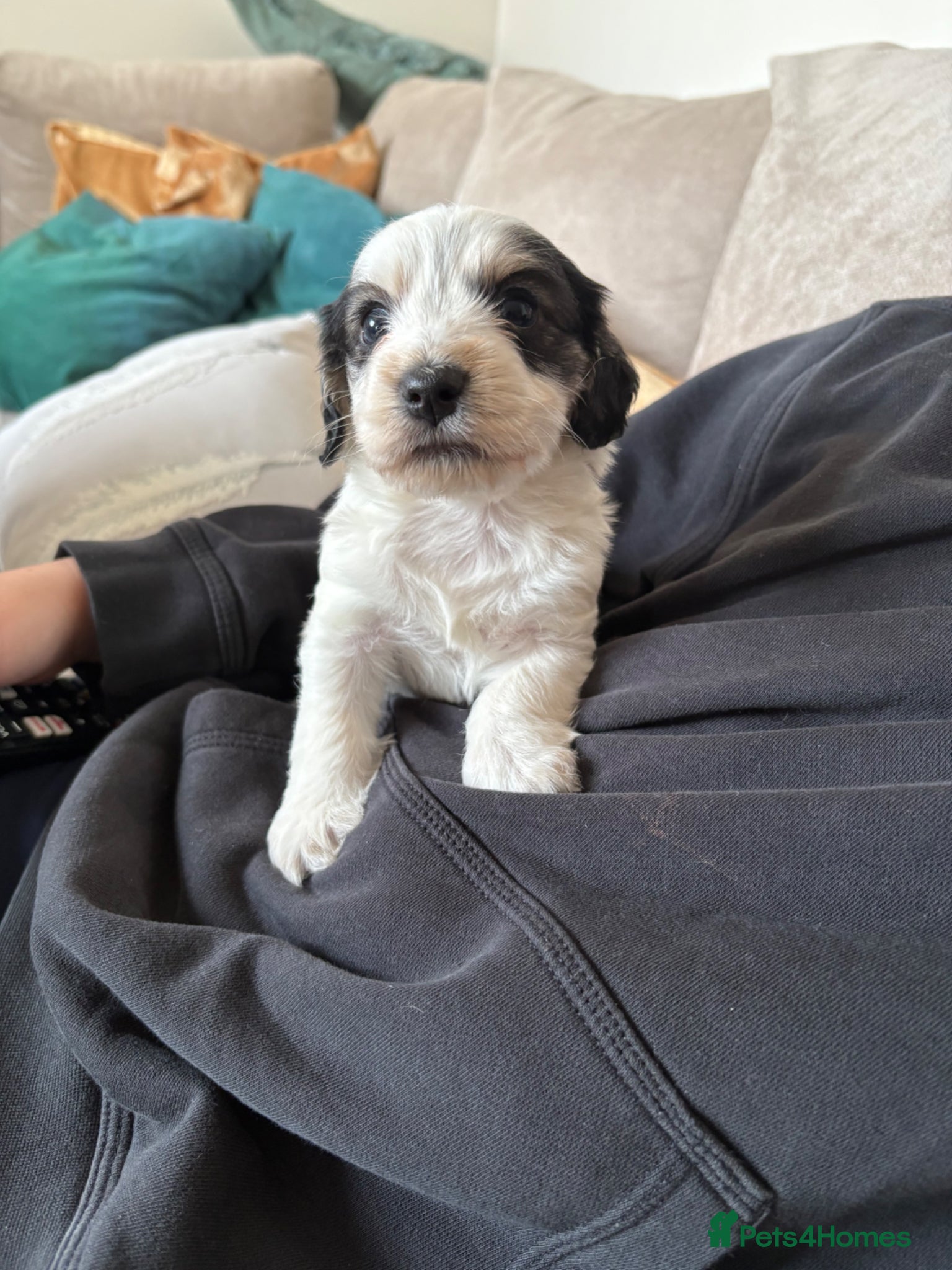 Mixed Breed dogs Cockapoo x Maltese  - Advert 2