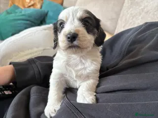 Mixed Breed dogs Cockapoo x Maltese - Advert 2
