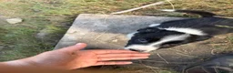 Border Collie dogs for sale: Sheepdog puppies - Advert 4