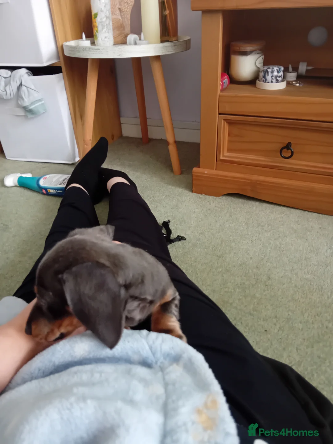 Dachshund dogs for sale: Mini duchhounds  - Advert 2