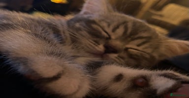 British Shorthair cats - Advert 4