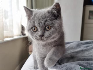 British Shorthair cats - Advert 4