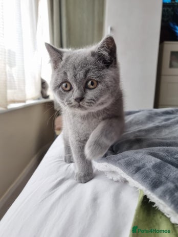 British Shorthair cats - Advert 3