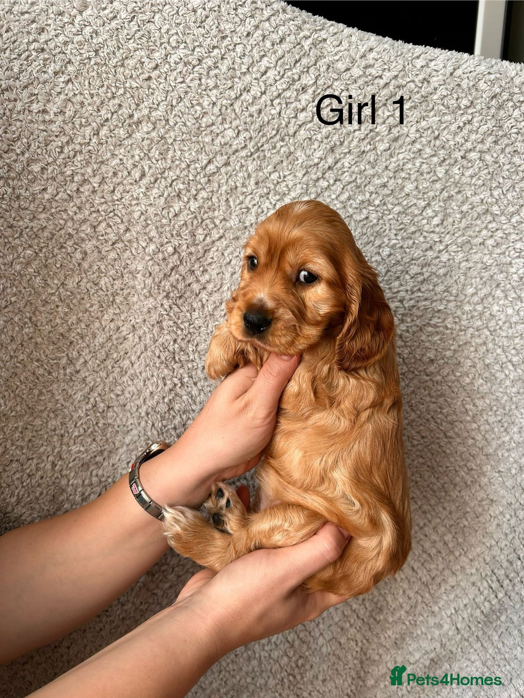 Cocker Spaniel dogs for sale: Golden English Show Cocker Spaniel puppies - Image 20