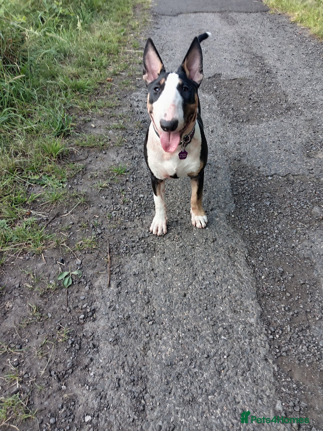 English Bull Terrier dogs for sale: English bull terrier bitch - Advert 4