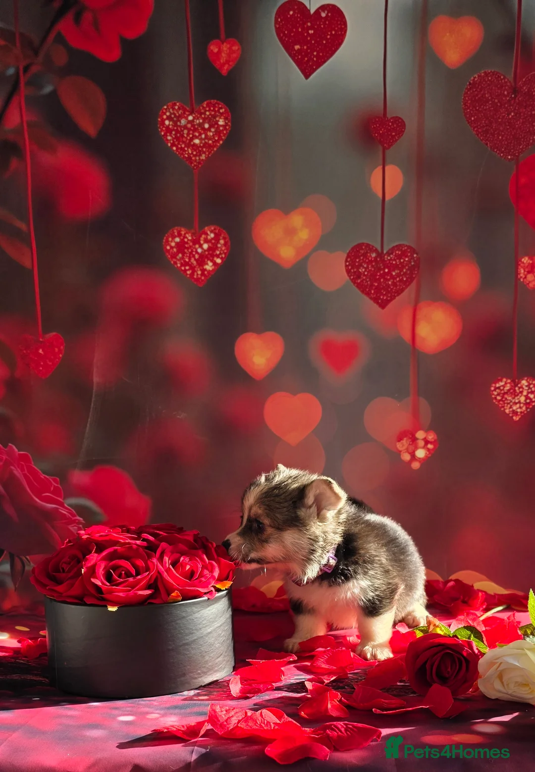 Welsh Corgi Pembroke dogs for sale: Outstanding Welsh Pembroke Corgi Puppies - Advert 28