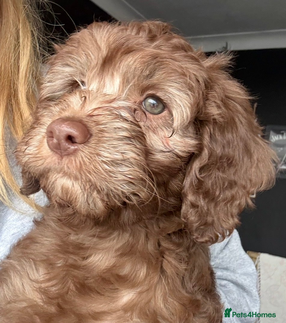 Labradoodle dogs Last 2 Reduced* Ready now - Advert 2