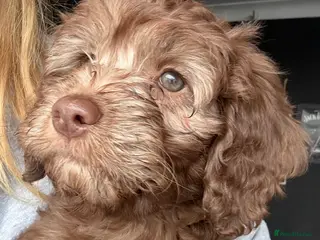 Labradoodle dogs Last 2 Reduced* Ready now - Advert 2