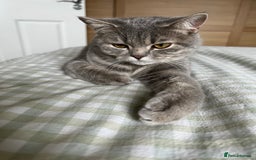 Scottish Fold cats for sale: Scottish fold beautiful girl - Image 4