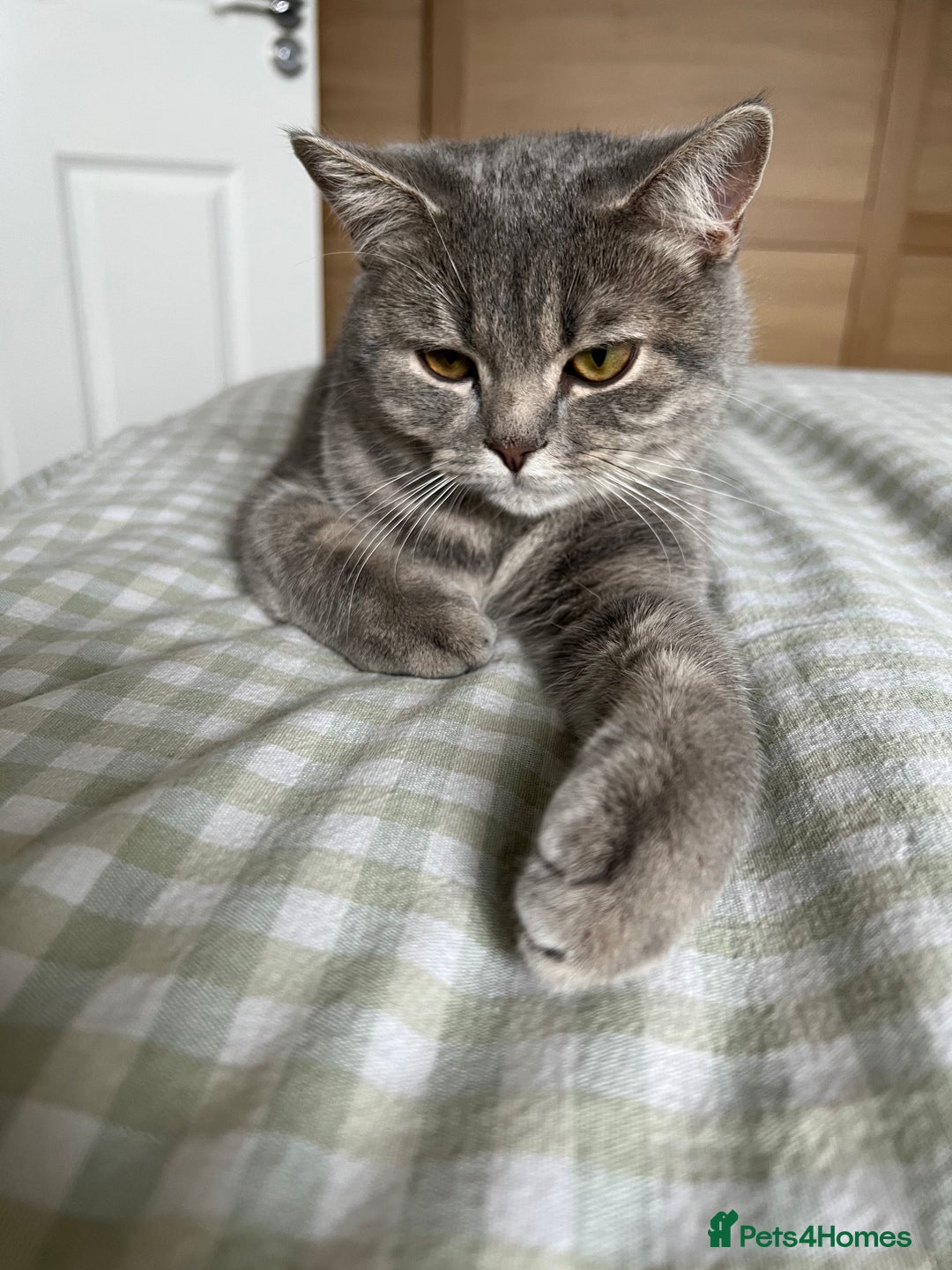 Scottish Fold cats for sale: Scottish fold beautiful girl - Image 4