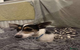 Jack Russell dogs for adoption: Yoda - Hingham Norfolk  - Advert 6