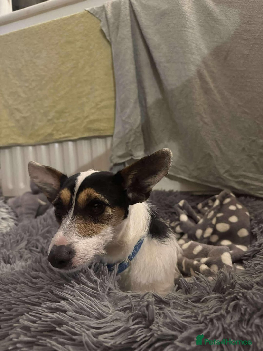 Jack Russell dogs for adoption: Yoda - Hingham Norfolk  - Advert 6