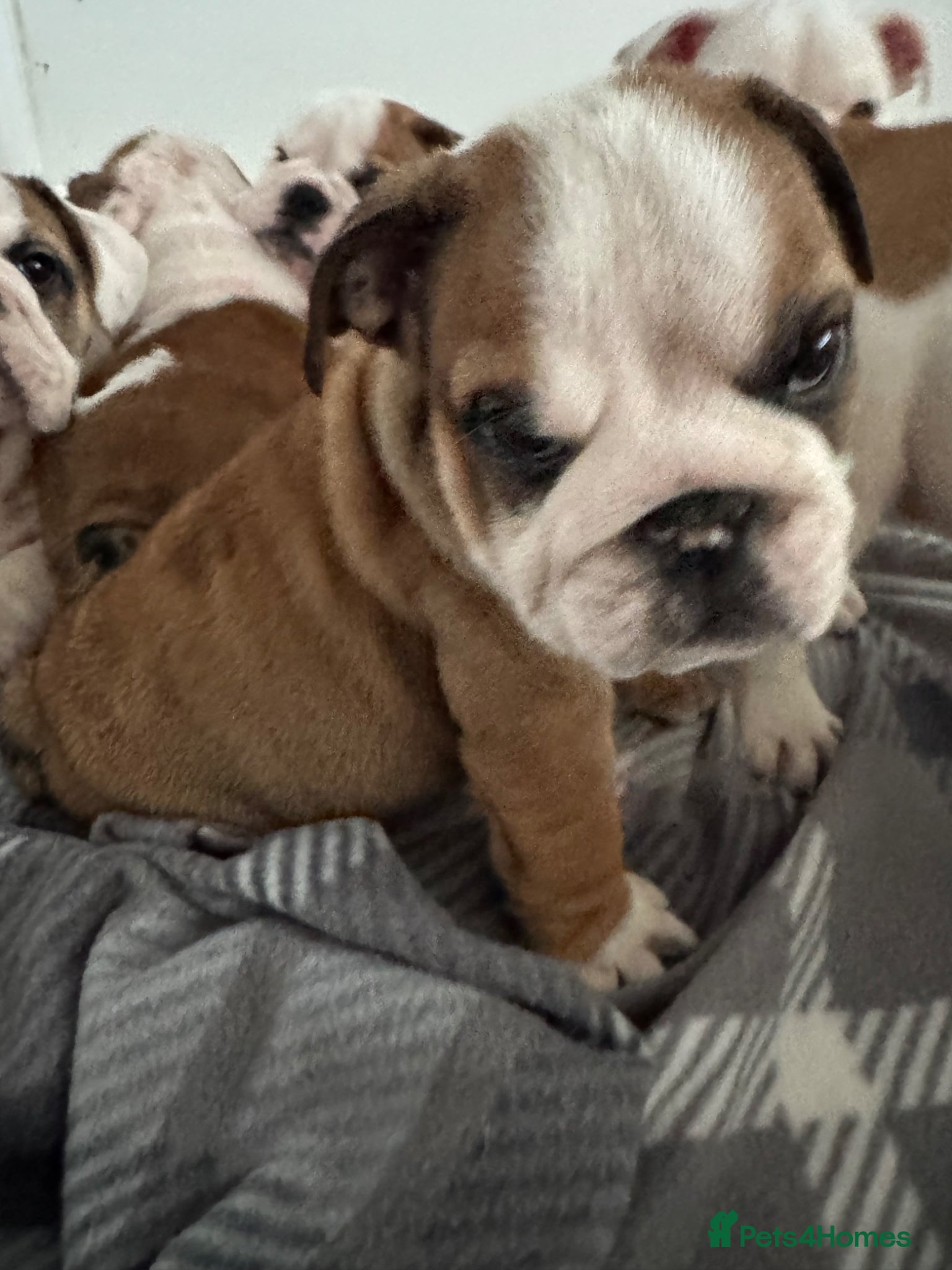 English Bulldog dogs KC REG Red/White English Bulldog Pups £3000 - Advert 3