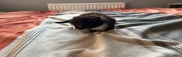 British Shorthair cats for sale: Kittens x4 - Advert 15