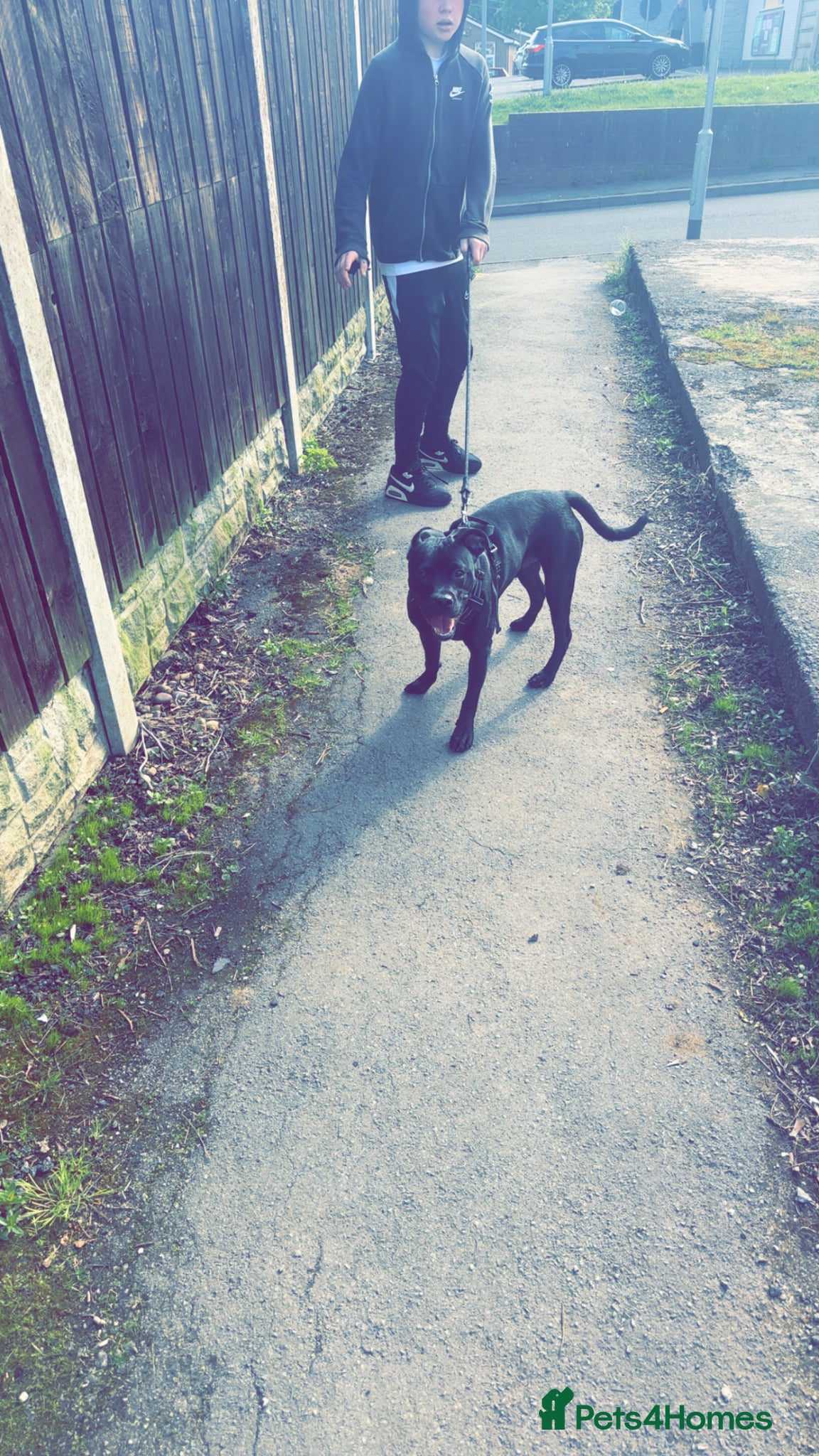 Mixed Breed dogs for sale: Rocky  in Mansfield - Advert 6