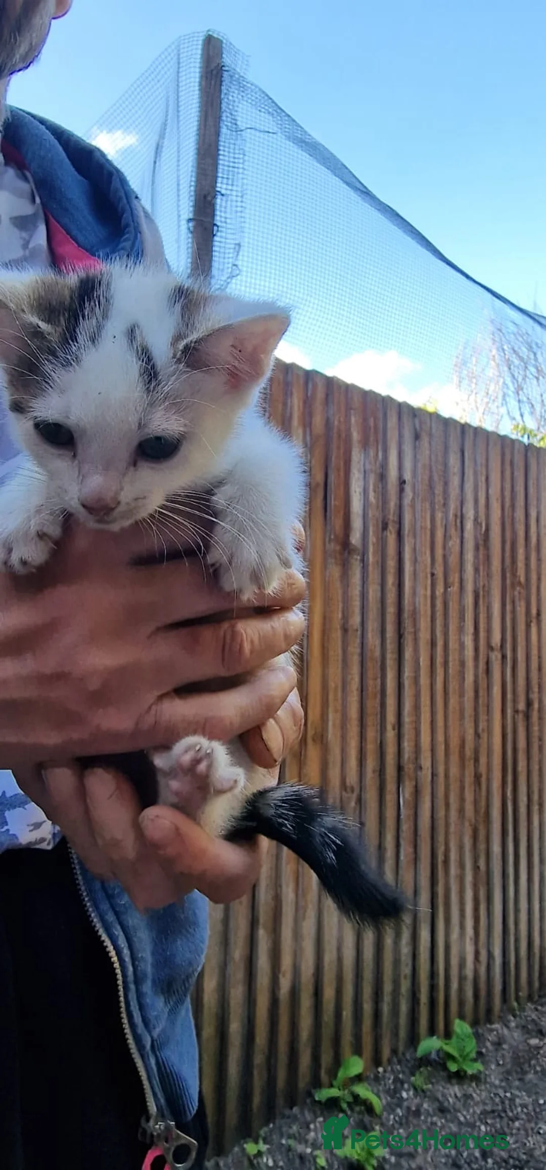 Domestic Shorthair cats for sale: Kittens £10 - Advert 2