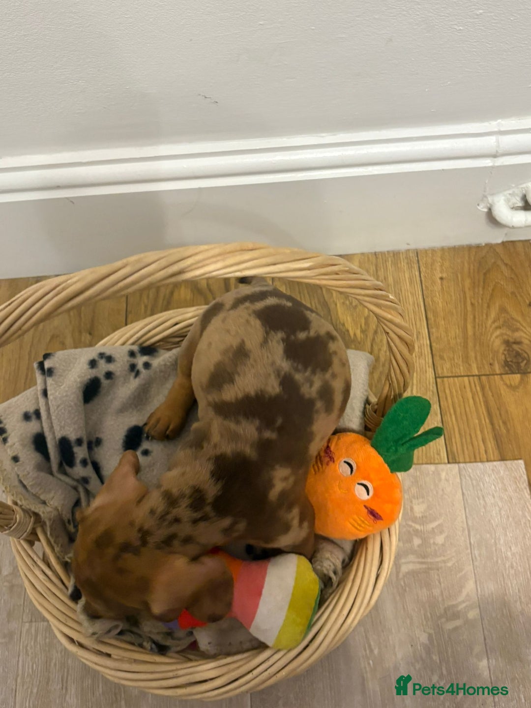 Miniature Dachshund dogs for sale: Minature dachshund pups  - Image 20