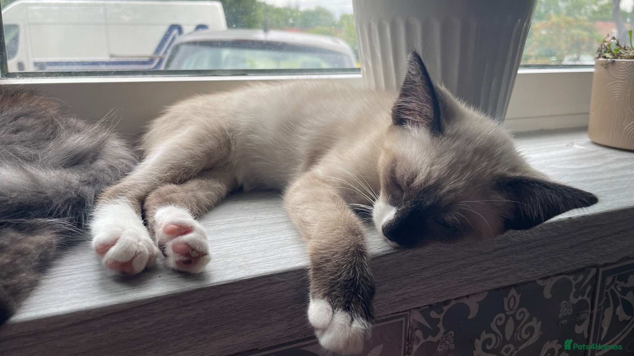 Mixed Breed cats Ghost & Pandora looking for forever homes - Advert 17