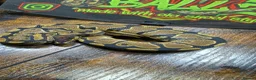 Snake reptiles for sale: Gravel het desert ghost  - Advert 4