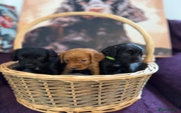 Cocker Spaniel dogs for sale: Working cocker spaniel puppies  - Image 2