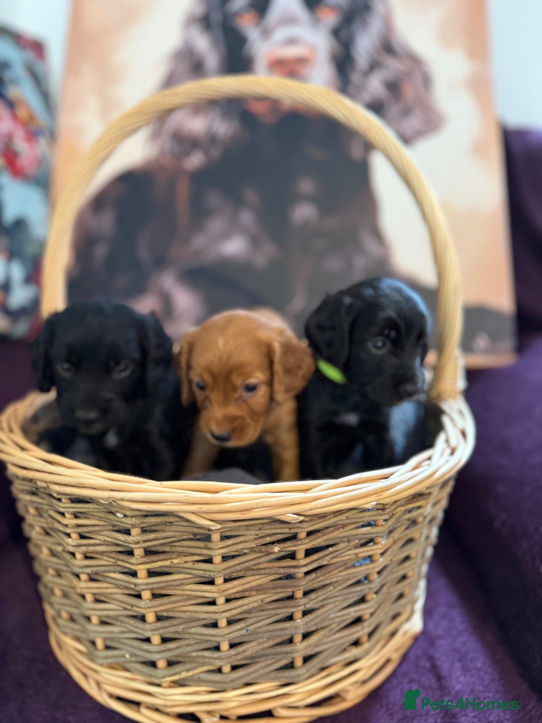 Cocker Spaniel dogs for sale: Working cocker spaniel puppies  - Image 2