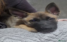 Mixed Breed dogs for sale: Male mali x GSD - Image 11