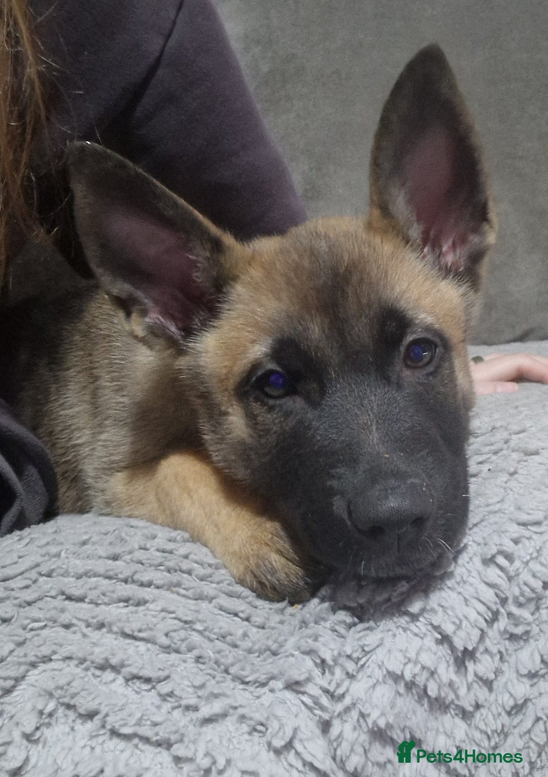 Mixed Breed dogs for sale: Male mali x GSD - Image 11