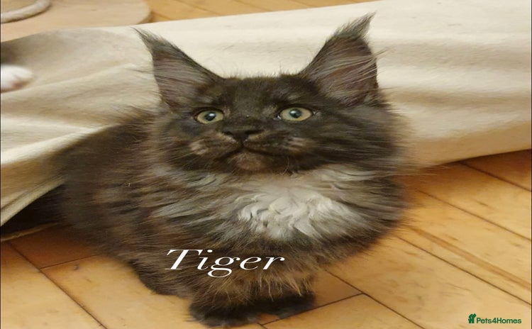 Maine Coon cats - Advert 5