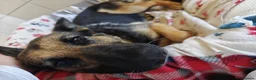 German Shepherd dogs for adoption: Norma - Advert 1