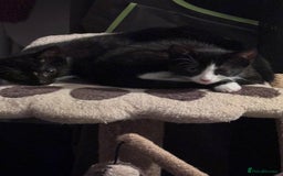 Mixed Breed cats for sale: READY NOW FOR THERE FOREVER HOMES - Image 6