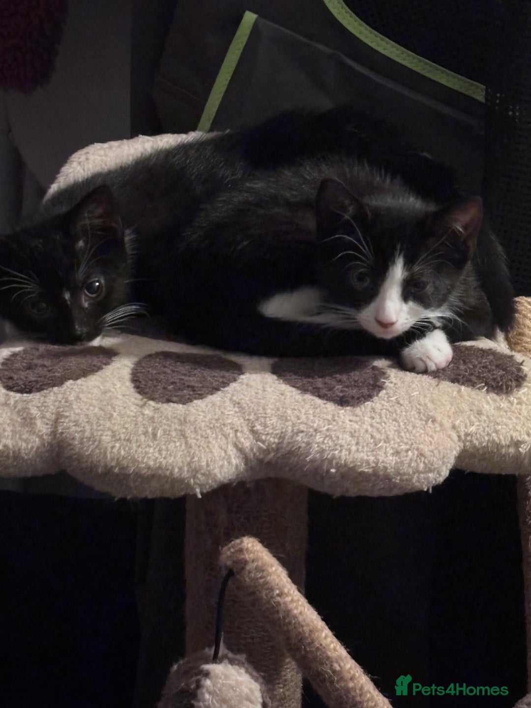 Mixed Breed cats for sale: READY NOW FOR THERE FOREVER HOMES - Image 6