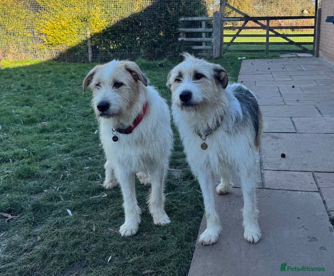 Mixed Breed dogs for adoption: Hershey ( and brother Harley )  - Advert 14