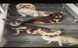 Chihuahua dogs for sale: Chihuahua puppies looking for good homes only - Advert 2